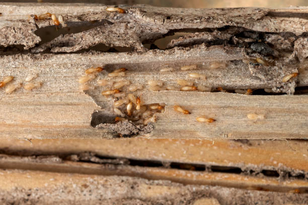 Insect Control in Snowmass Village, CO